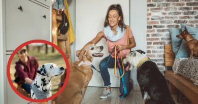 Imagem de uma mulher cuidando de diversos cachorros, ilustrando o tema ganhar dinheiro tomando conta de animais