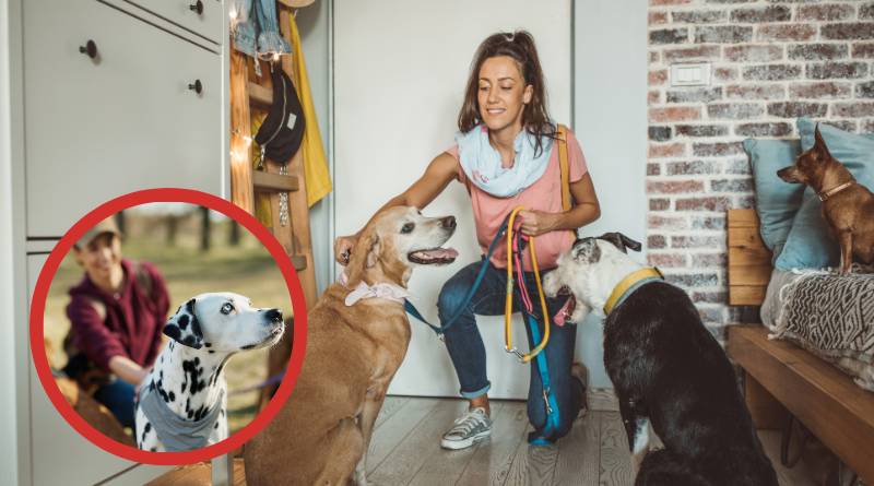 Imagem de uma mulher cuidando de diversos cachorros, ilustrando o tema ganhar dinheiro tomando conta de animais